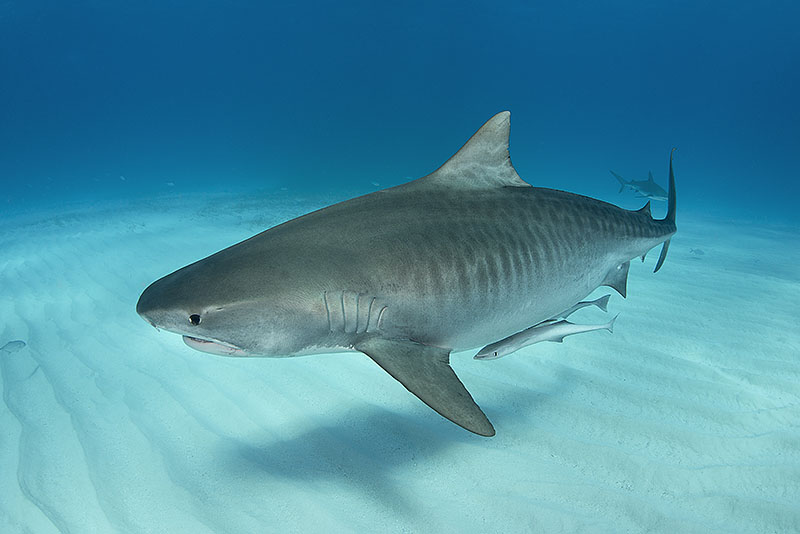tiger shark,bull shark magnus lundgren - tiger shark bahamas 2013