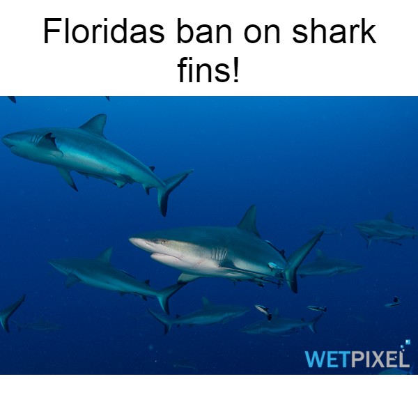 Shark fin ban