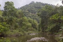 Rainforest Philipines
