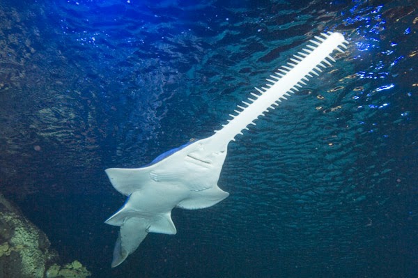 Sawfish