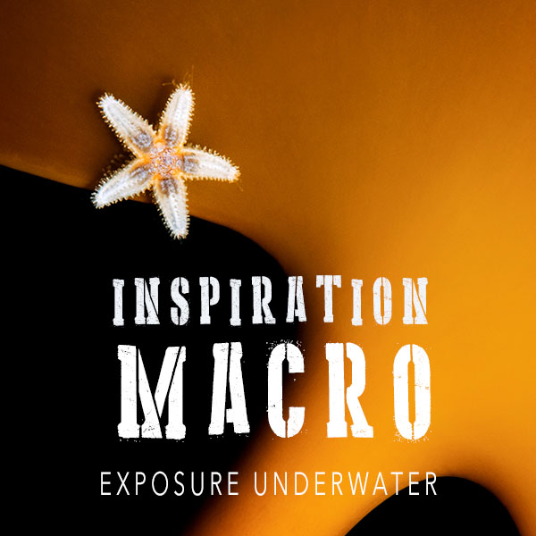 Inspiration - Macro