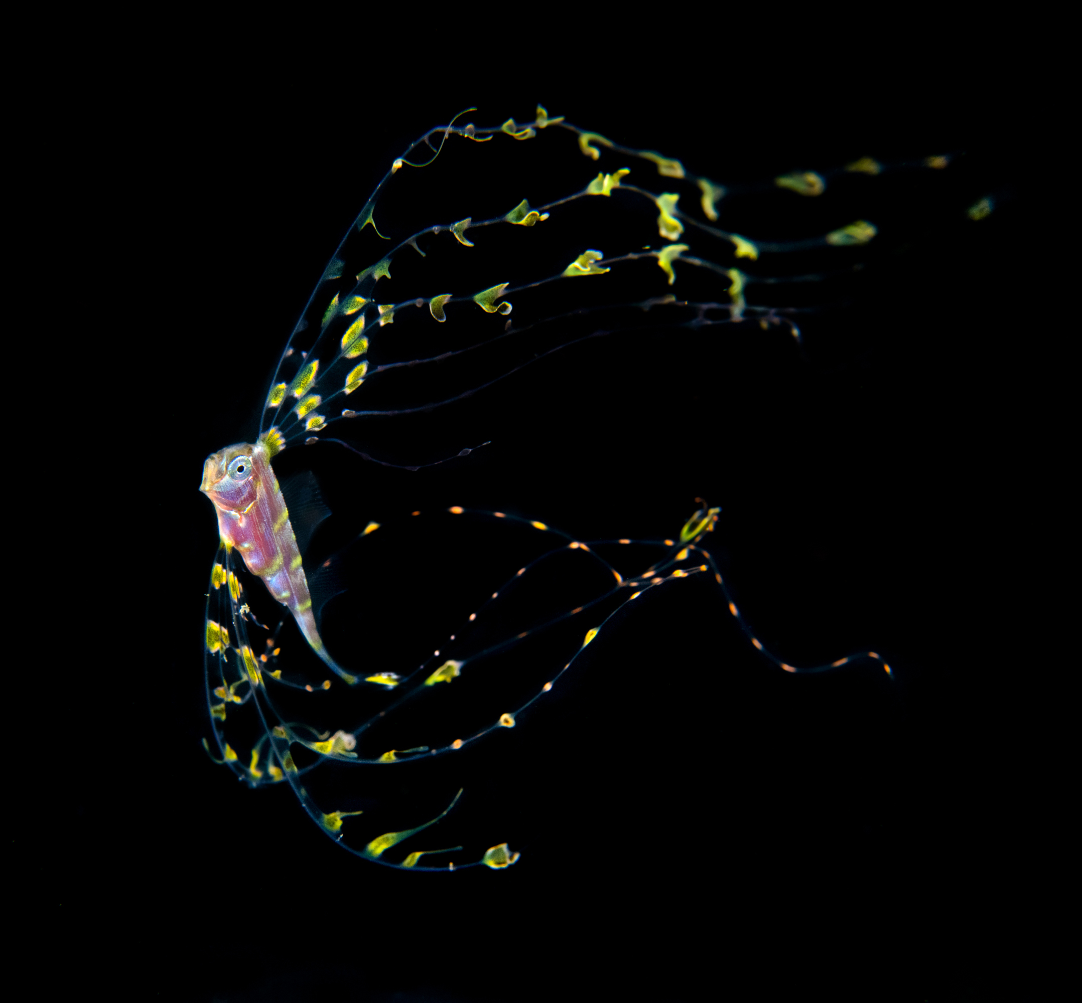Juvenile ribbonfish by Magnus Lundgren