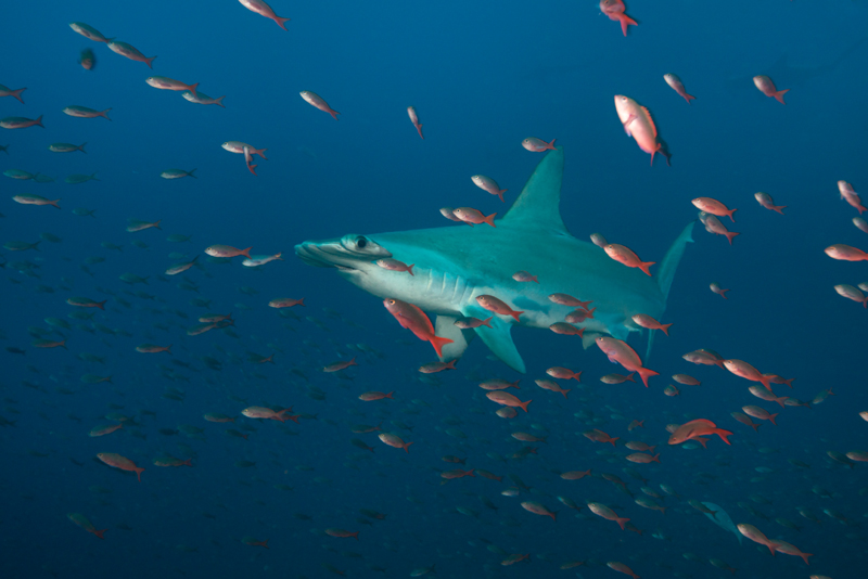 © Magnus Lundgren - Scalloped hammerhead Wolf Island 2013 © Magnus Lundgren - Scalloped hammerhead Wolf Island 2013