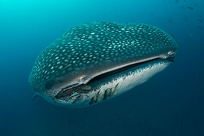 © Magnus Lundgren - Whale sharks Darwin's Arch 2013 © Magnus Lundgren - Whale sharks Darwin's Arch 2013