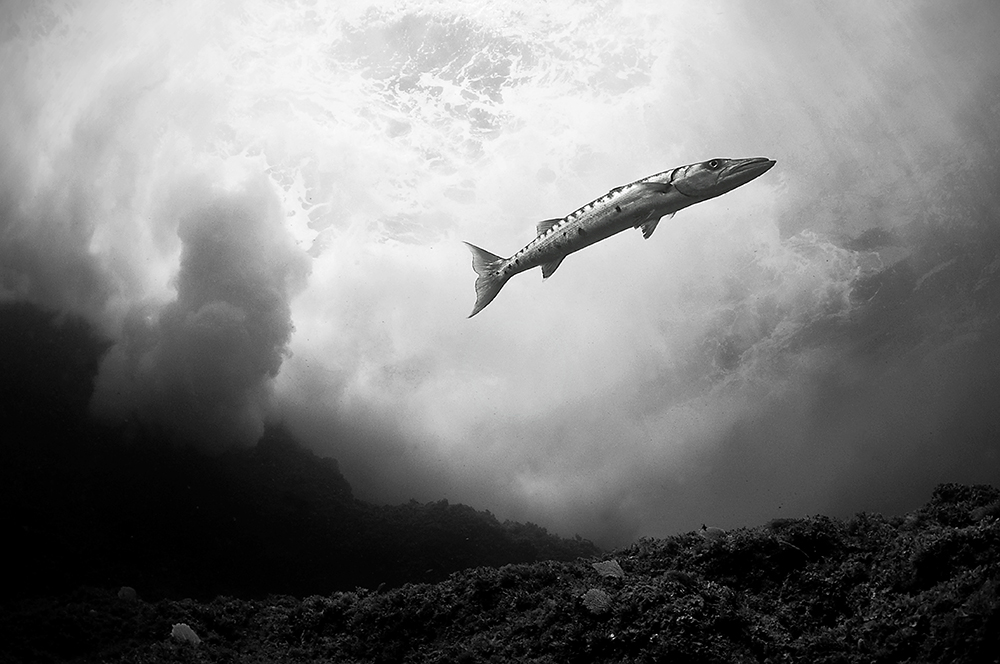 Tobias Dahlin - Barracuda in the surf Tobias Dahlin - Barracuda in the surf