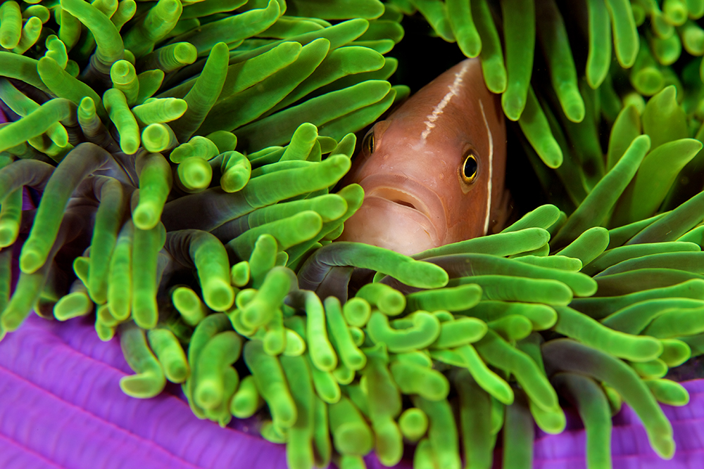 World Championship in Underwater Photography