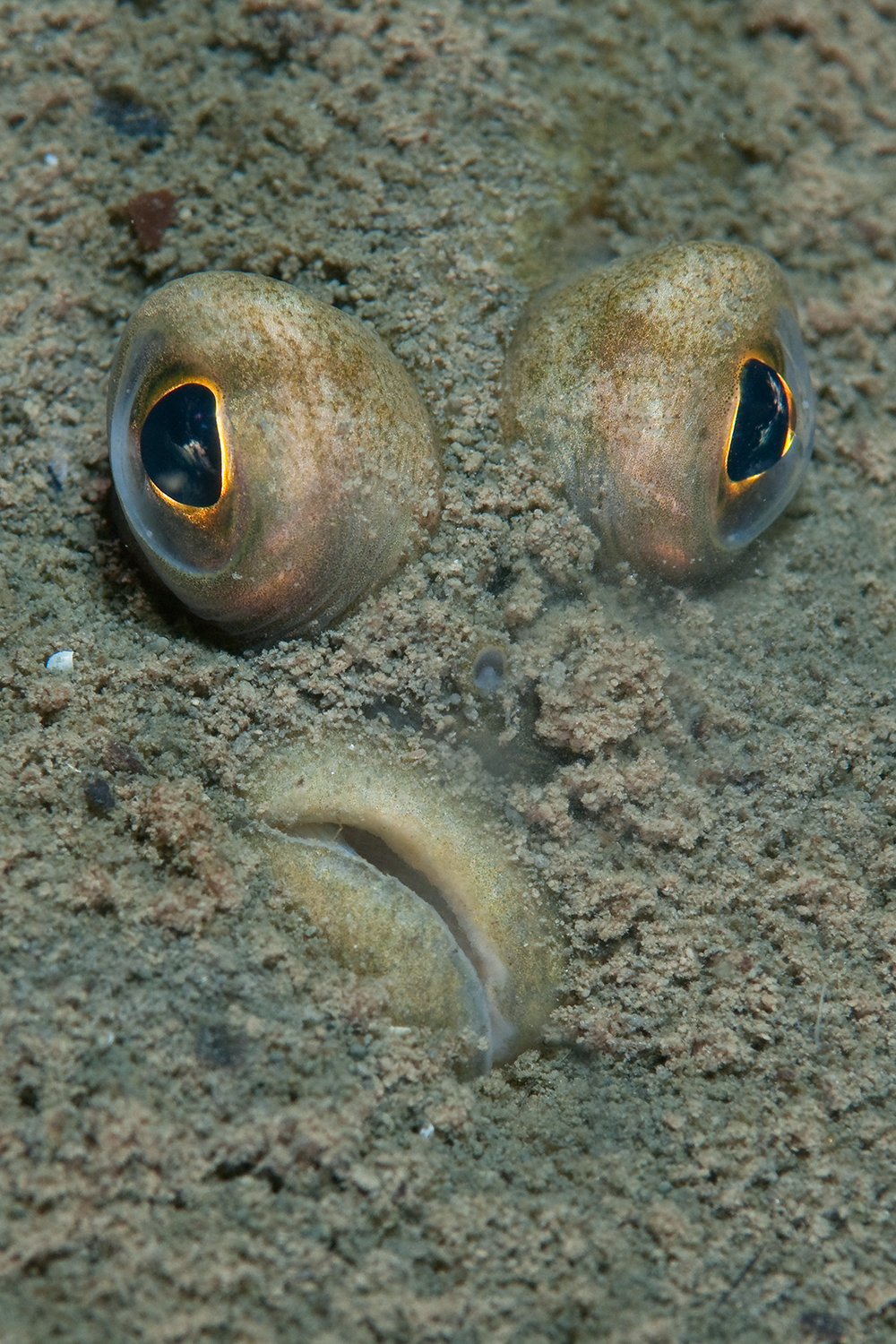 World Championship in Underwater Photography