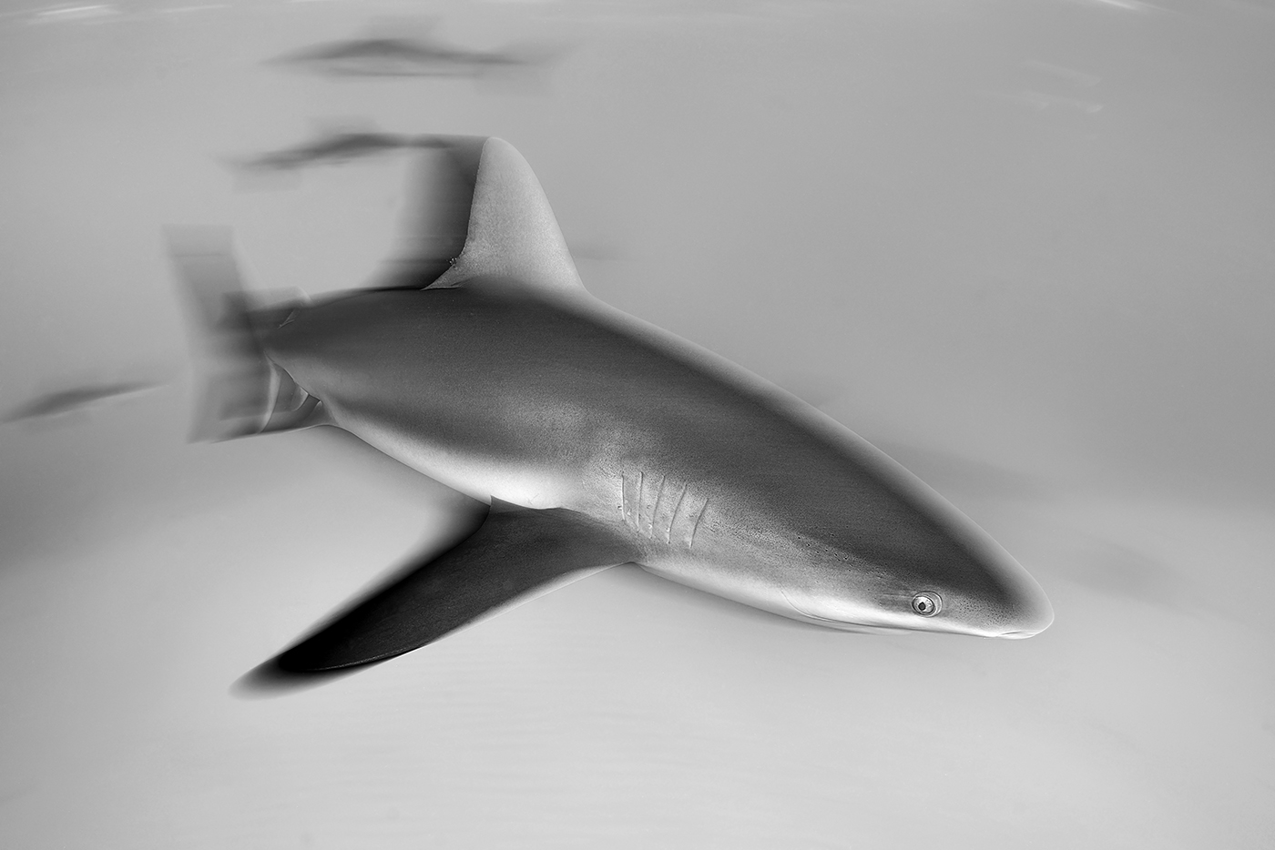 World Championship in Underwater Photography