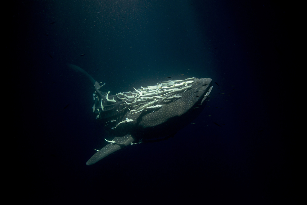 Tobias Dahlin - Juvenile whiting in Lion's man jelly fish