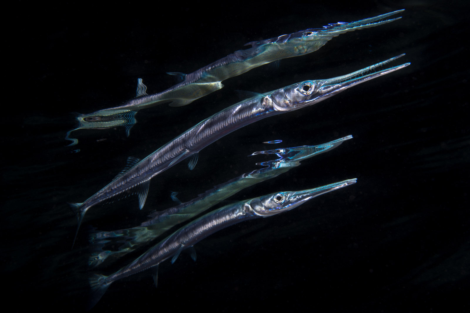 Tobias Dahlin squid image