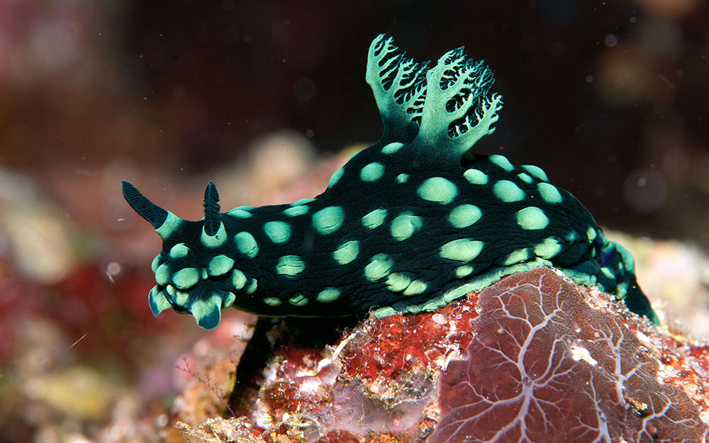 Nudibranch (Nembrotha cristata) - Indonesia © Tony Holm