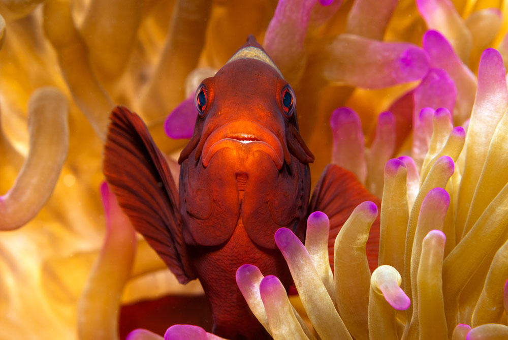 Spine-cheek anemonefish - Indonesia © Tony Holm