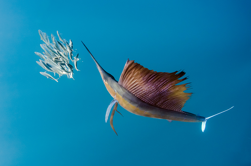 Sailfish Magnus Lundgren