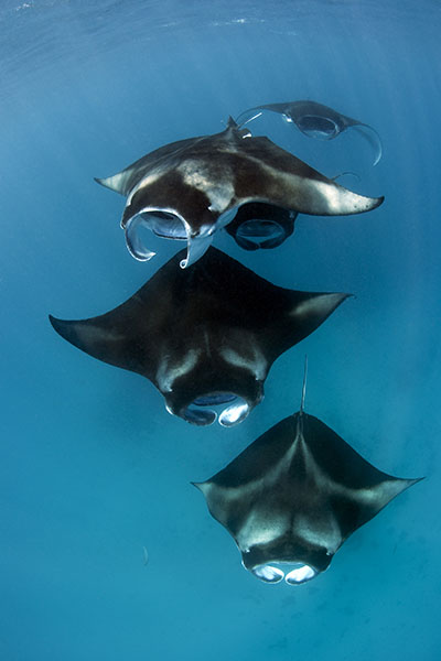Manta rays Hanifaru Maldives 