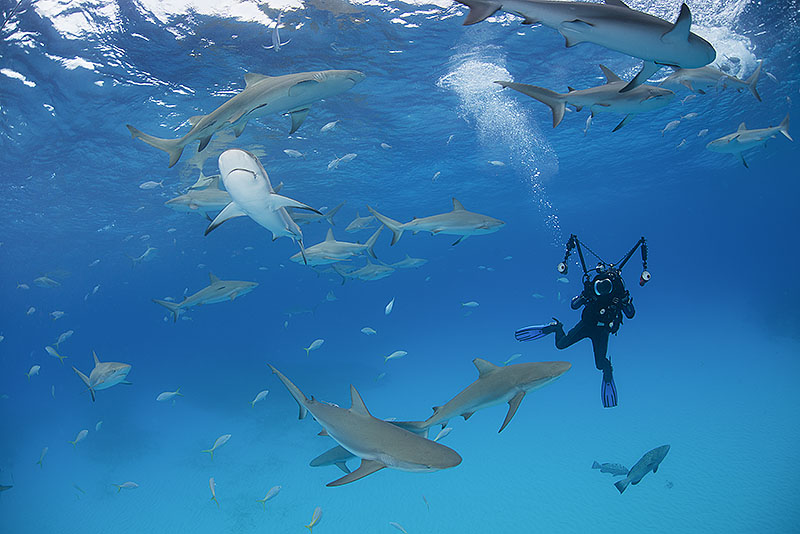 © Magnus Lundgren - Bahamas 2013 Exposure Expeditions © Magnus Lundgren - Bahamas 2013 Exposure Expeditions