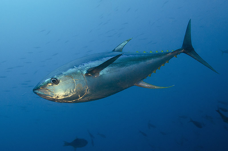 © Magnus Lundgren -Yellowfin tuna - Cocos