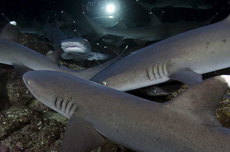 © Magnus Lundgren - World's best night dive - Cocos