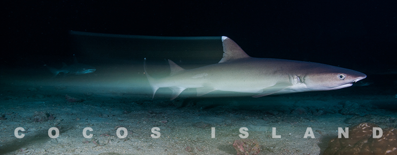 © Klas Malmberg - Whitetip Reef Shark © Klas Malmberg - Whitetip Reef Shark