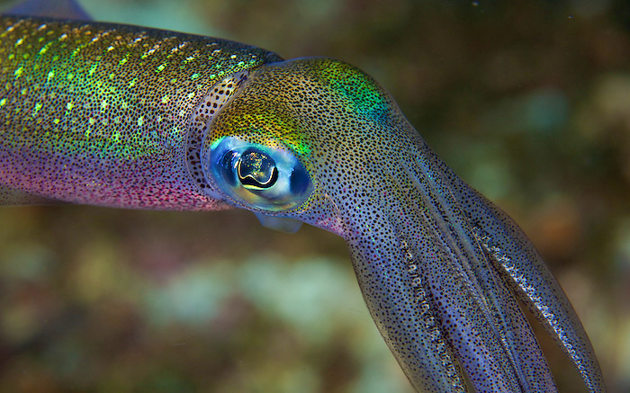 © Henrik Jonsson - Squid - Philippines © Henrik Jonsson - Squid - Philippines