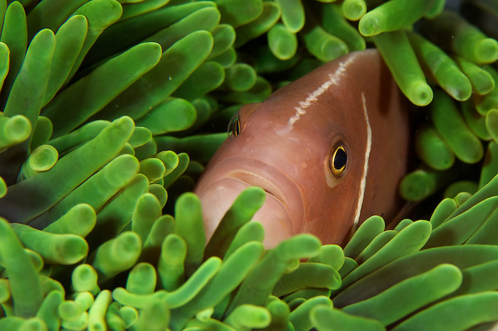 © Henrik Jonsson - Anemonefish - Philippines © Henrik Jonsson - Anemonefish - Philippines