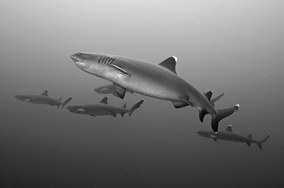 © Klas Malmberg - Whitetip Reef Sharks © Klas Malmberg - Whitetip Reef Sharks