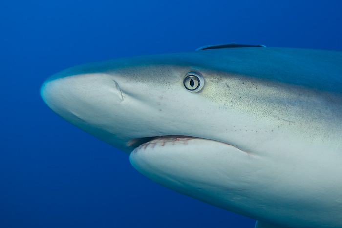 © Henrik Jonsson - Carribean reef shark - Cuba © Henrik Jonsson - Carribean reef shark - Cuba