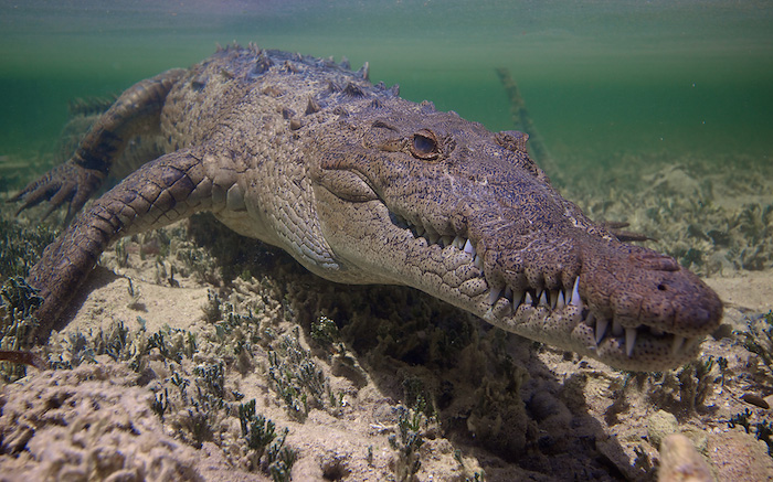 © Henrik Jonsson - Crocodile - Cuba © Henrik Jonsson - Crocodile - Cuba