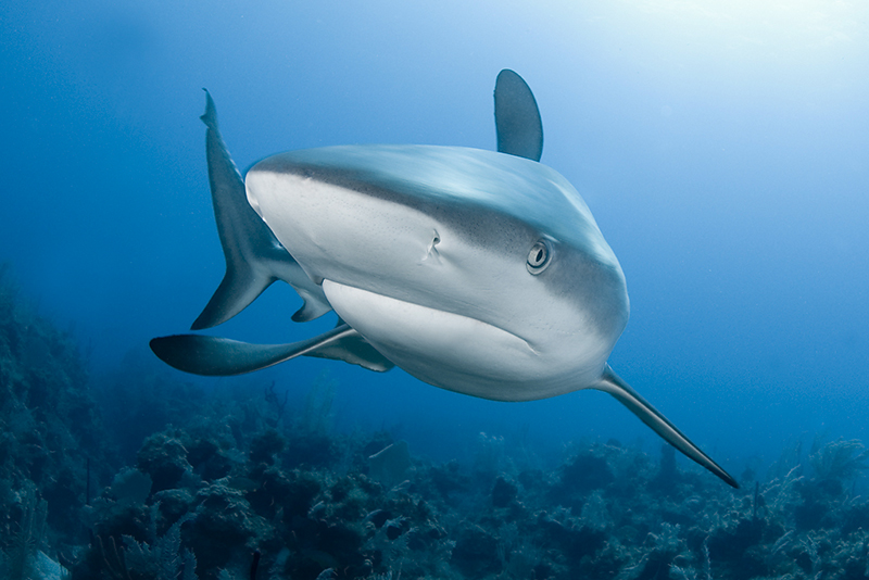 © Magnus Lundgren - Carribean reef shark