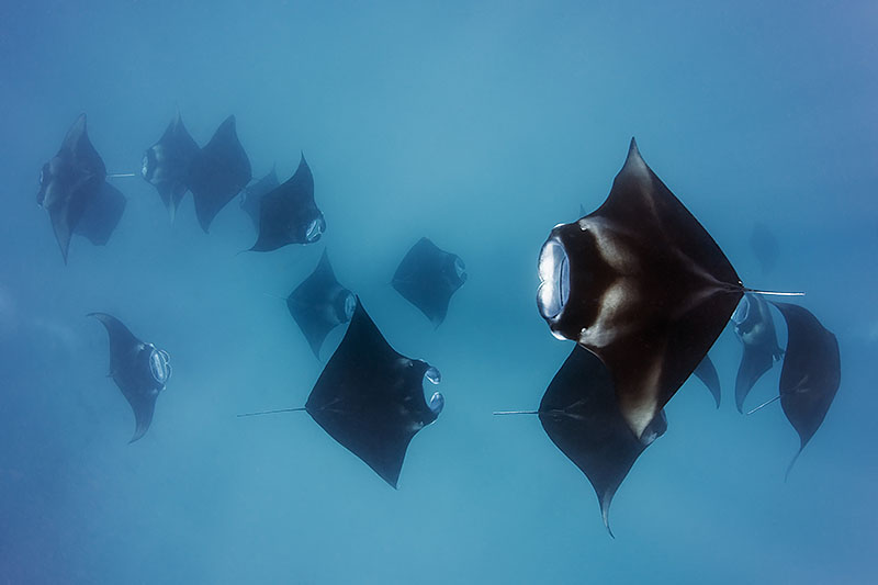 © Magnus Lundgren - A manta train