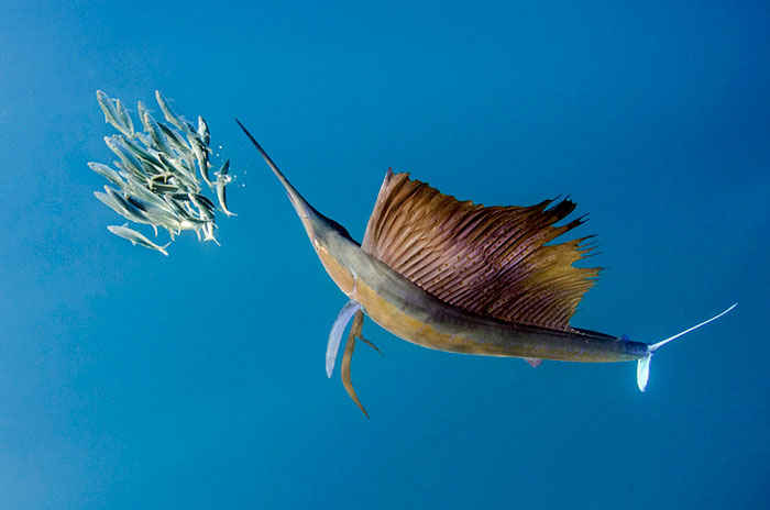 © Magnus Lundgren - European Photographer of the Year 2011 © Magnus Lundgren - European Photographer of the Year 2011