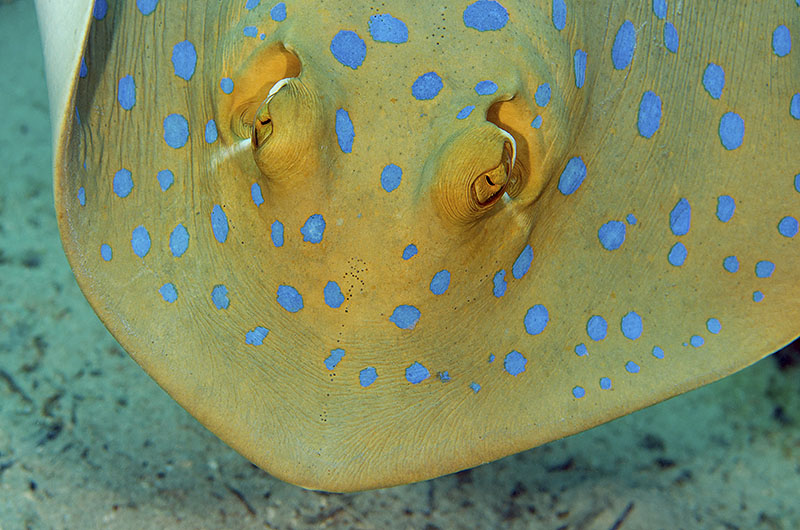 © Magnus Lundgren - Bluespotted stingray © Magnus Lundgren - Bluespotted stingray