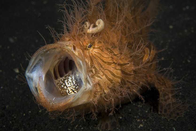 © Magnus Lundgren - Cave - Azores 2013 © Magnus Lundgren - Cave - Azores 2013