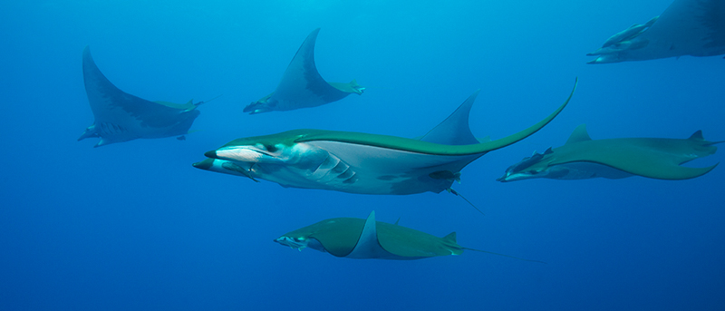 © Magnus Lundgren - Blue shark - Azores 2013 © Magnus Lundgren - Blue shark - Azores 2013