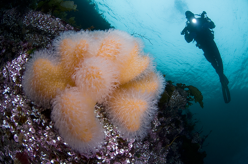 © Magnus Lundgren - Dead man's fingers and a diver © Magnus Lundgren - Dead man's fingers and a diver