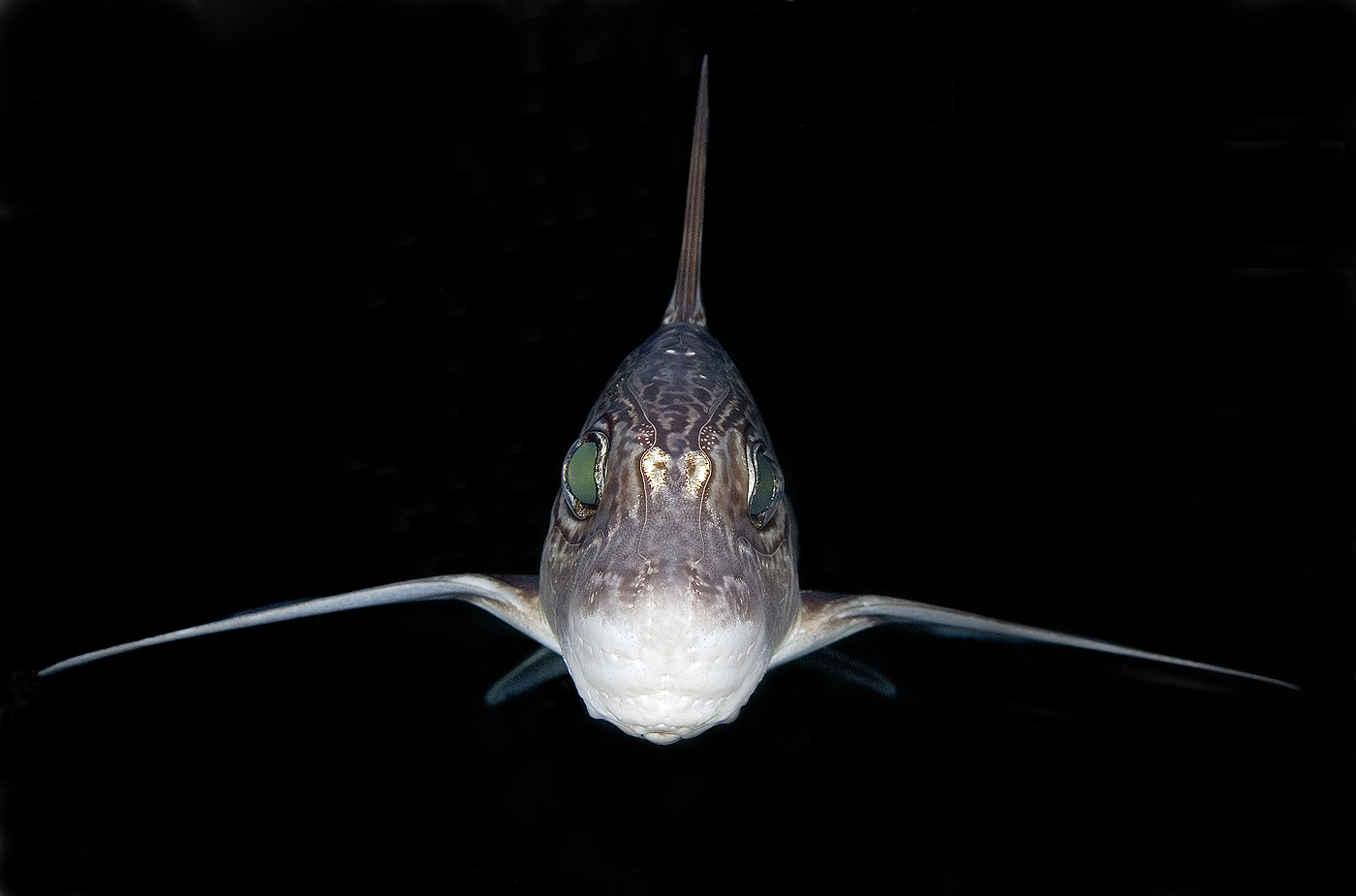 © Magnus Lundgren - Ghost shark from the deep © Magnus Lundgren - Ghost shark from the deep