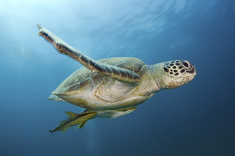 © Magnus Lundgren - Green turtle Marsa Abu Dabbab © Magnus Lundgren - Green turtle Marsa Abu Dabbab
