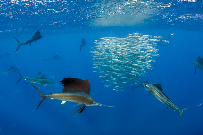 © Magnus Lundgren - Sailfish hunting