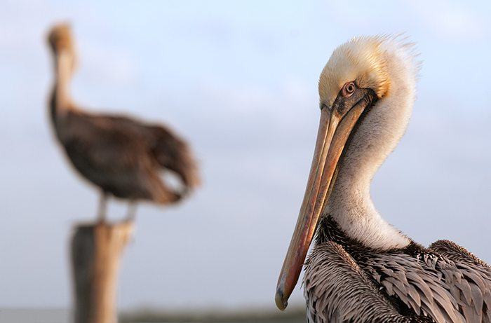 © Magnus Lundgren - Pelicans © Magnus Lundgren - Pelicans