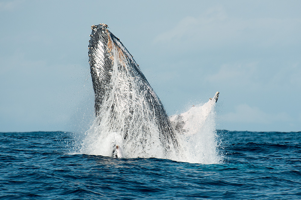 © Magnus Lundgren - Breaching humpback whale, South Africa © Magnus Lundgren - Breaching humpback whale, South Africa