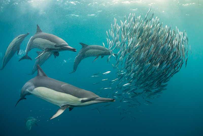 © Magnus Lundgren - Common dolphins chasing a bait ball