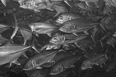 © Klas Malmberg - Bigeye Trevallies © Klas Malmberg - Bigeye Trevallies