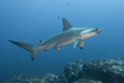 © Klas Malmberg - Scalloped Hammerhead © Klas Malmberg - Scalloped Hammerhead