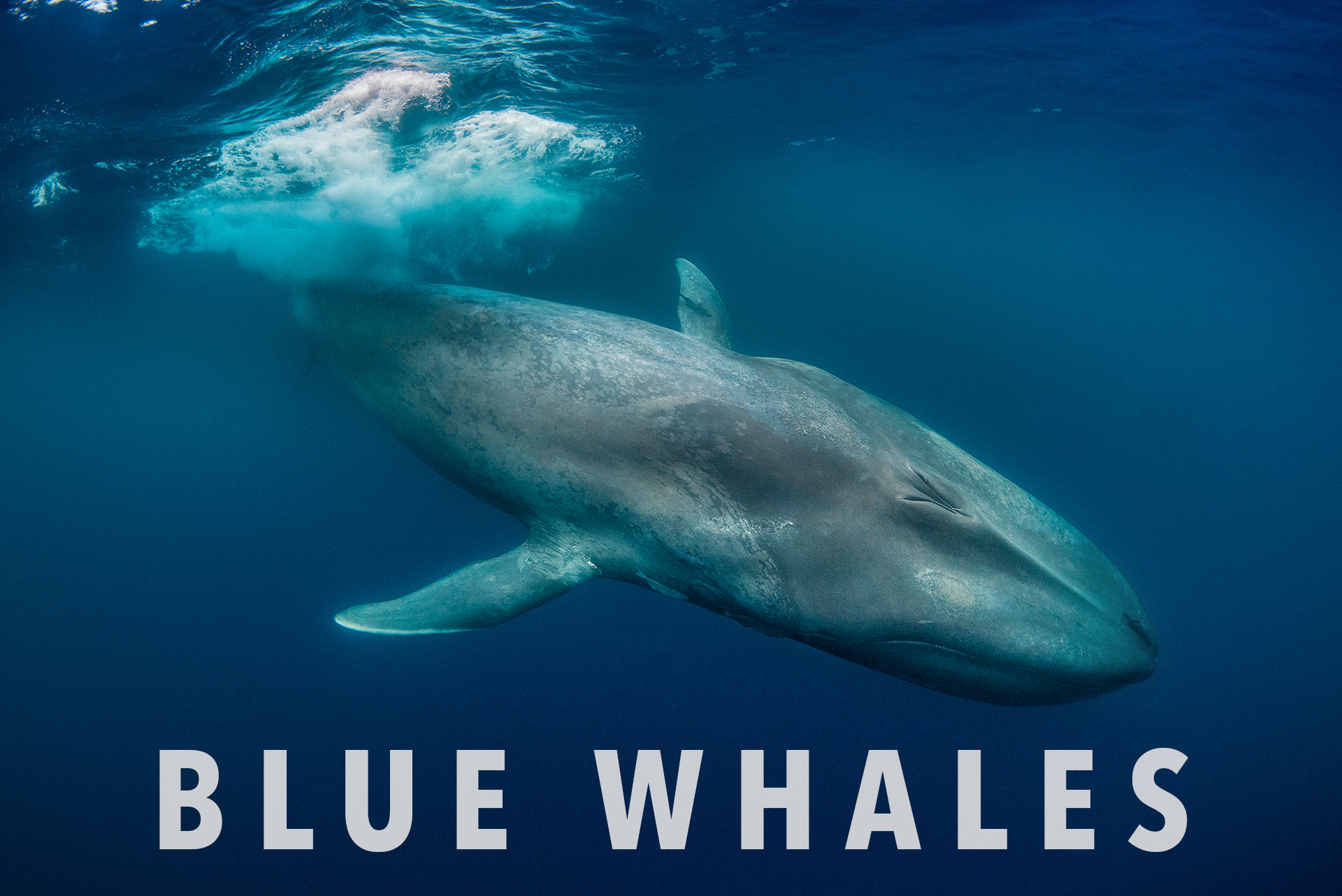 Blue whale, Sri Lanka - Copyright Magnus Lundgren