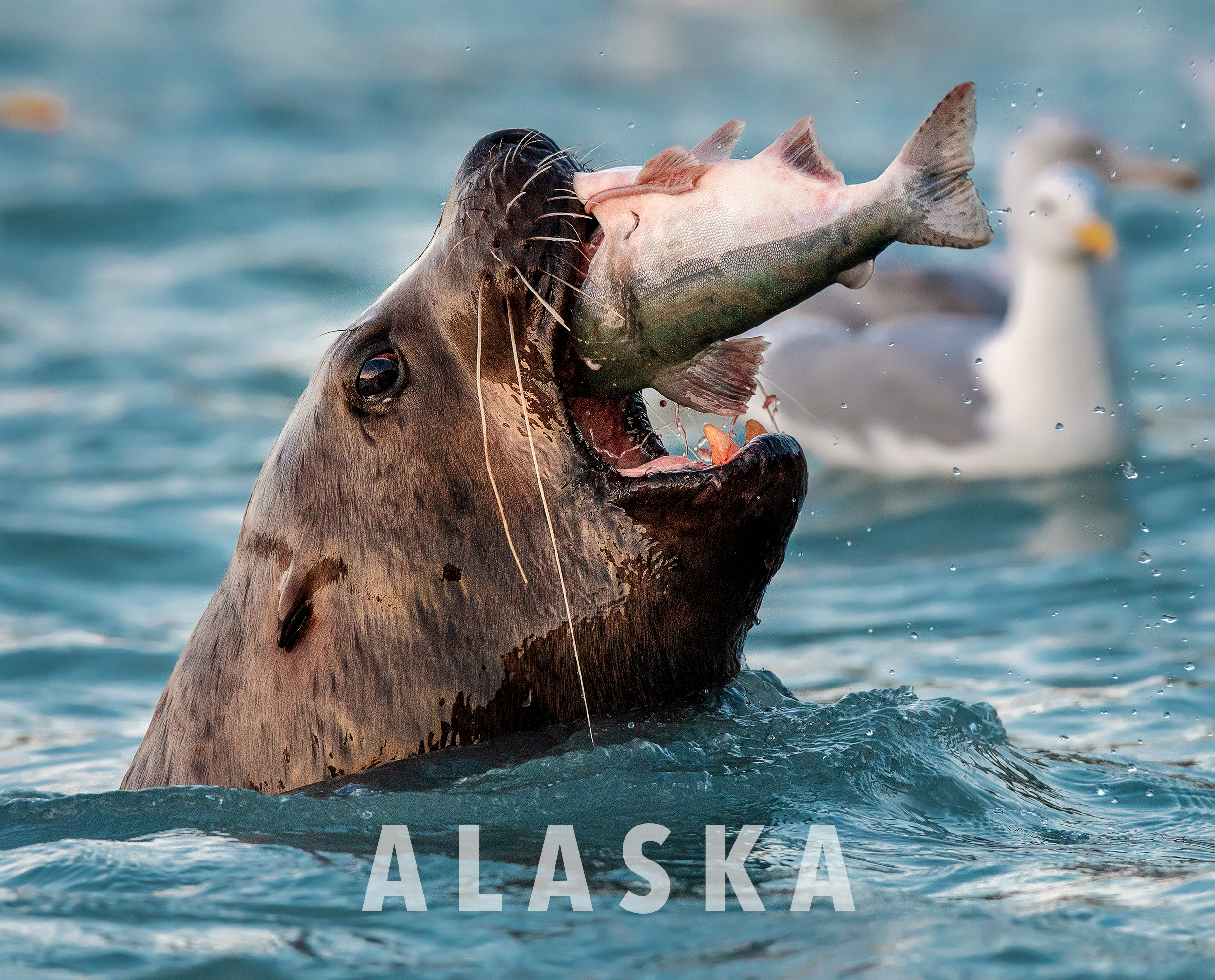 Stellar Sealion - Copyright Magnus Lundgren