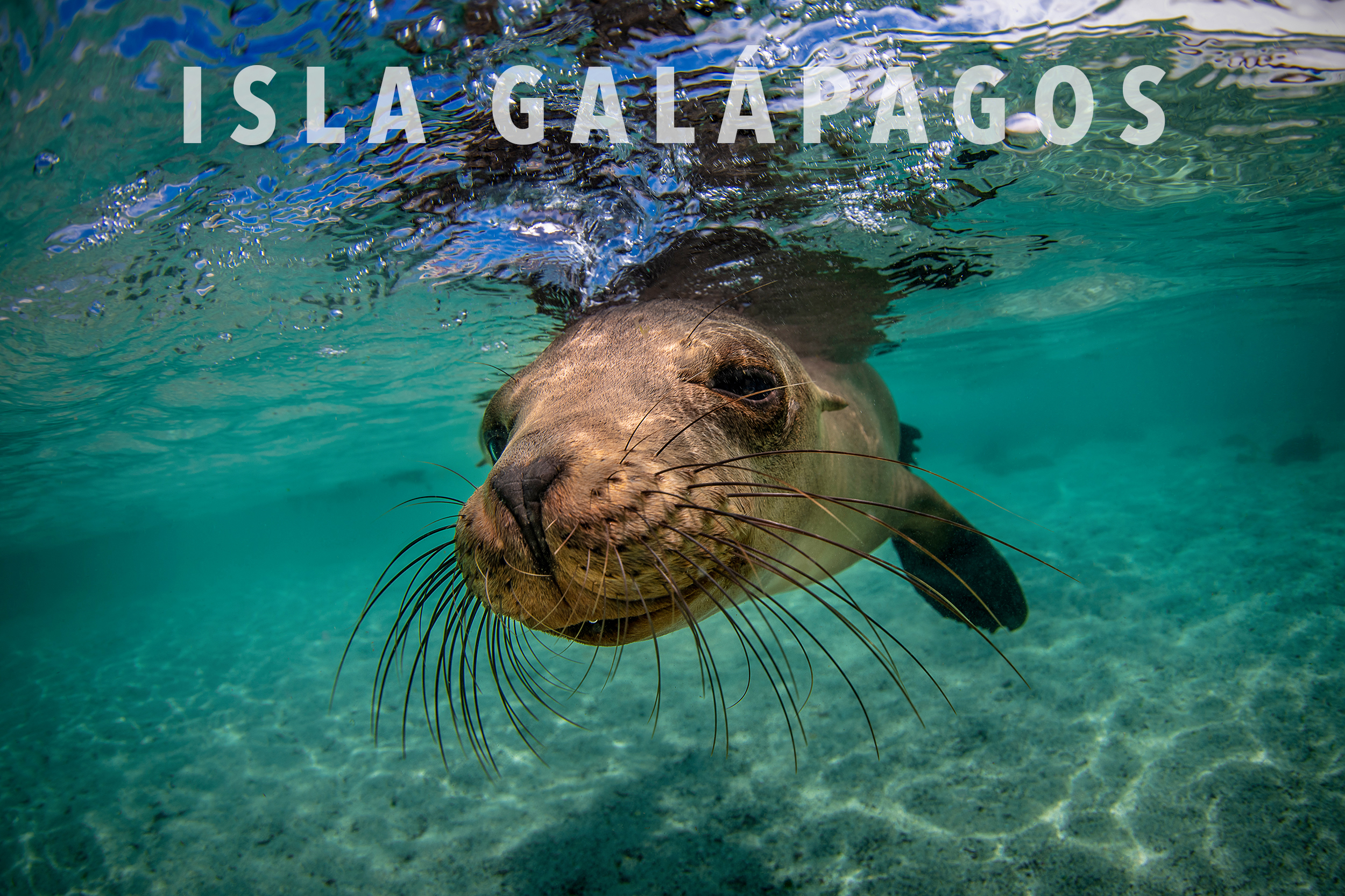 Galapagos sealion - Copyright Magnus Lundgren