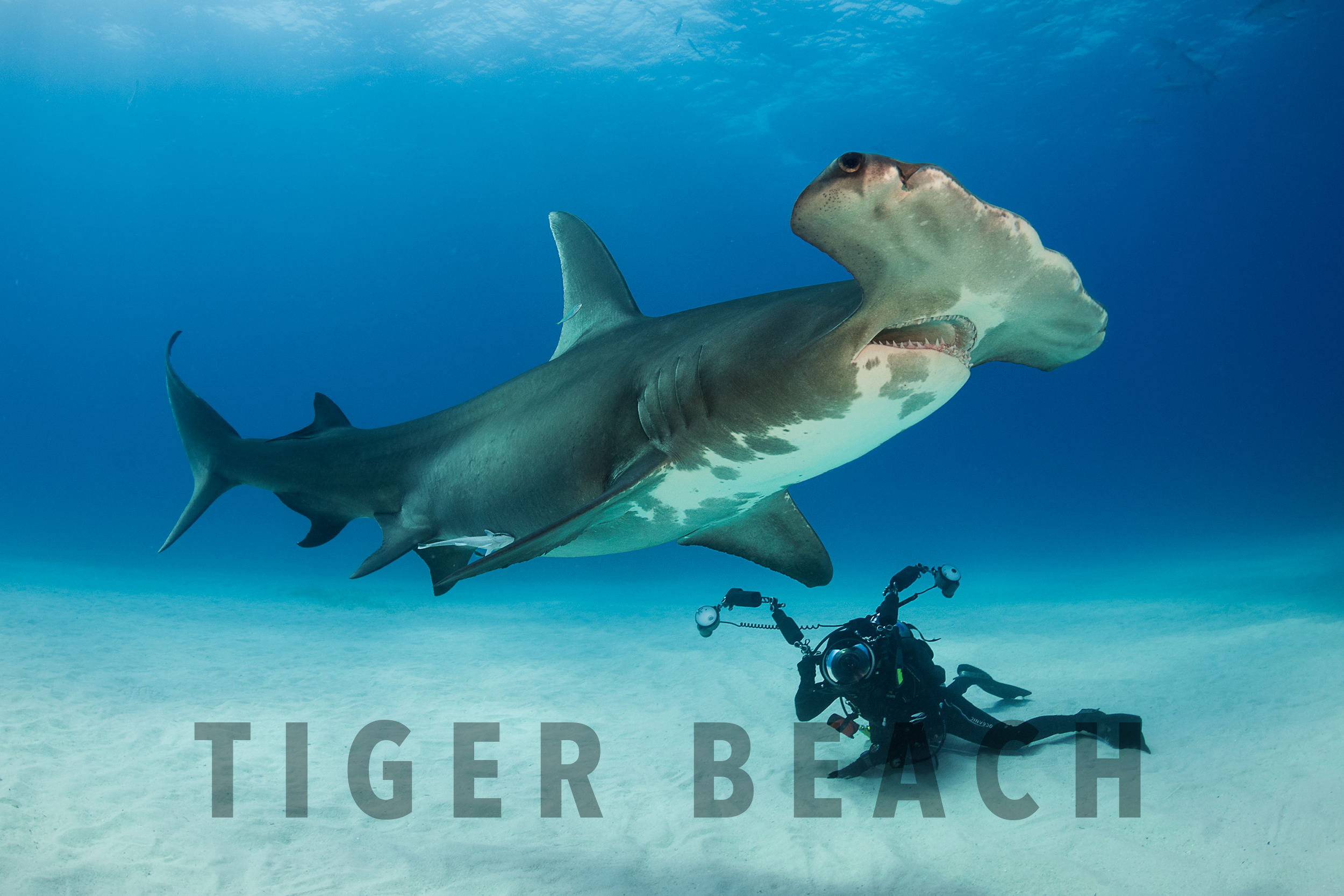 Tiger beach - Copyright Magnus Lundgren