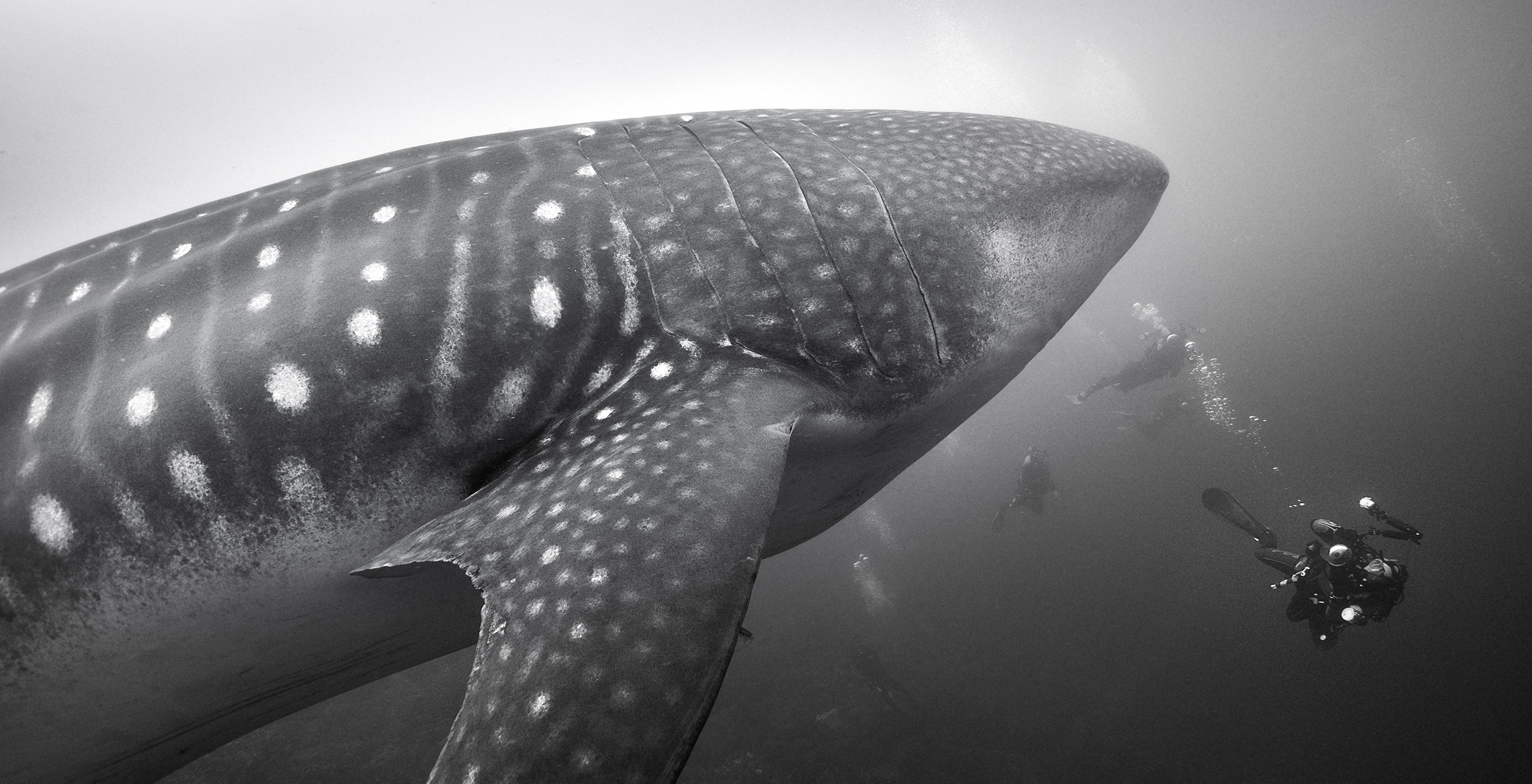 Whale shark and diver - Darwin